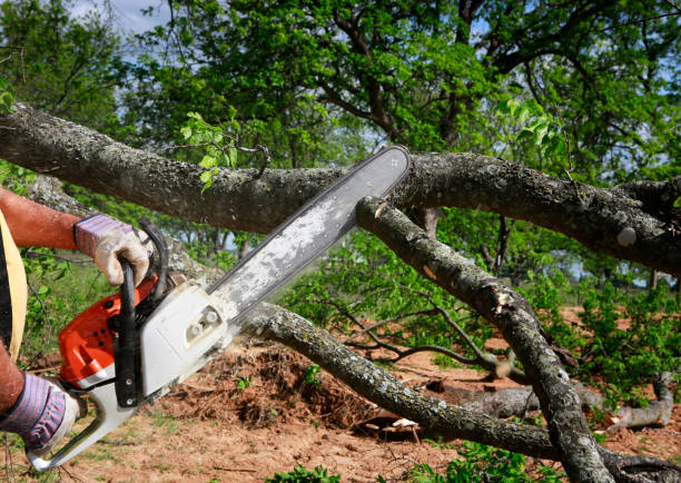 Reliable Pawnee, IL Tree Service Solutions